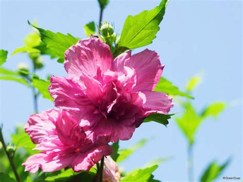 木槿花 花語|ムクゲ（木槿）の花言葉｜種類、花の特徴、フヨウと 